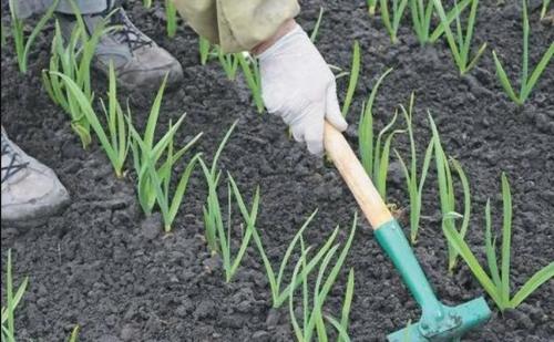 10 правил выращивания чеснока #urozhainye. Подготовка почвы и севооборот 02