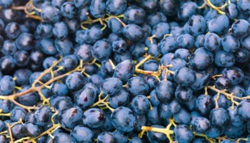 Особенности выращивания винограда Красень. Характеристика и описание сорта винограда Красень