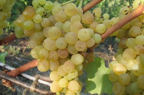 Кишмиш виктория. Всё о винограде Кишмиш: описание, сорта, посадка и выращивание