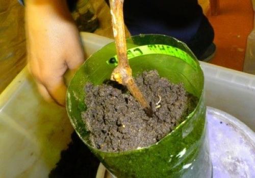 Виноград восторг. Распространение и уход