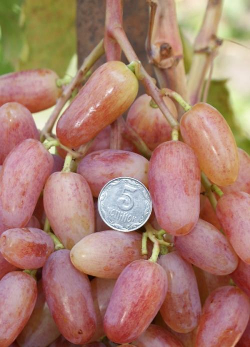 Виноград виктор описание сорта. Виноград сорта Виктор: описание, особенности выращивания, достоинства и недостатки