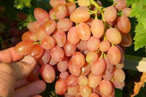 Кишмиш виктория. Всё о винограде Кишмиш: описание, сорта, посадка и выращивание