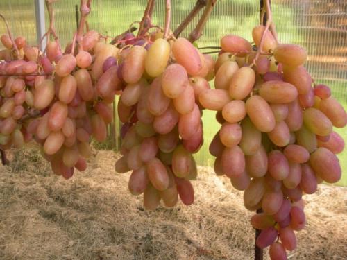 Виноград виктор описание сорта. Виноград сорта Виктор: описание, особенности выращивания, достоинства и недостатки