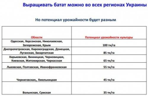Как и где хранить бататы. Как правильно хранить батат 02 Как и где хранить бататы. Как правильно хранить батат 02