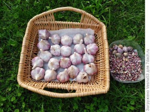 Посадка чеснока в сентябре. Актуально. Посадка озимого чеснока. Не дожидайтесь конца сентября!