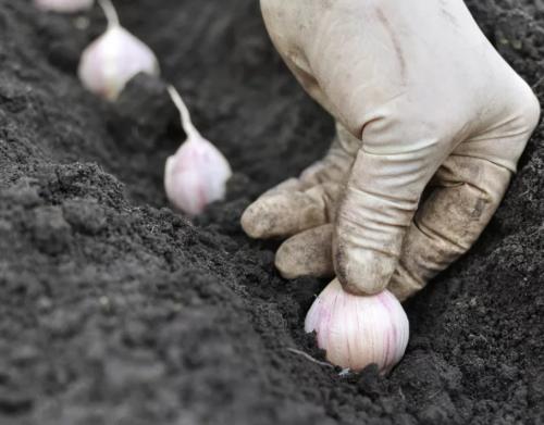 Посадка озимого чеснока в 2023 году. Общие и региональные особенности 17