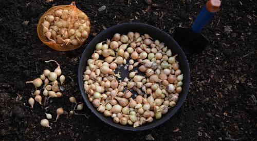 Посадка озимого чеснока в 2023 году. Общие и региональные особенности 01