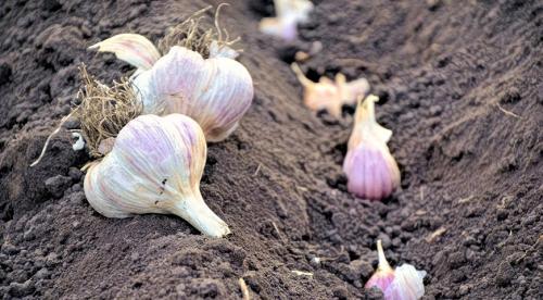 Посадка озимого чеснока в 2023 году. Общие и региональные особенности 03