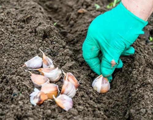 Посадка озимого чеснока в 2023 году. Общие и региональные особенности 16