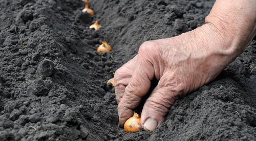 Посадка озимого чеснока в 2023 году. Общие и региональные особенности 02