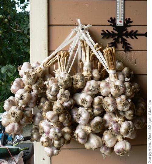 Посадка чеснока в сентябре. Актуально. Посадка озимого чеснока. Не дожидайтесь конца сентября!