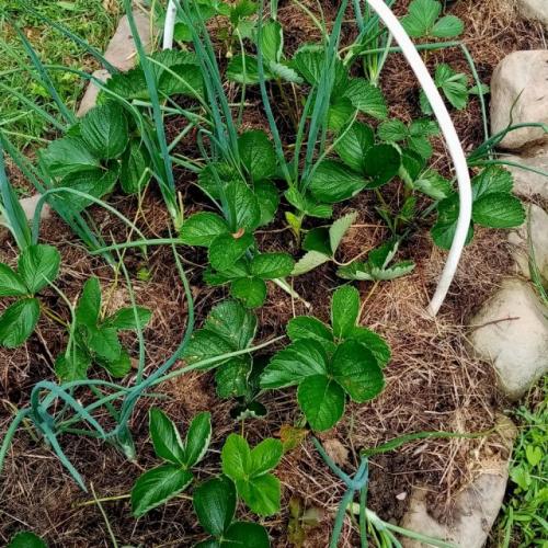 Как правильно утилизировать мусор на огороде без использования костров. Особенности садоводства на Дальнем Востоке