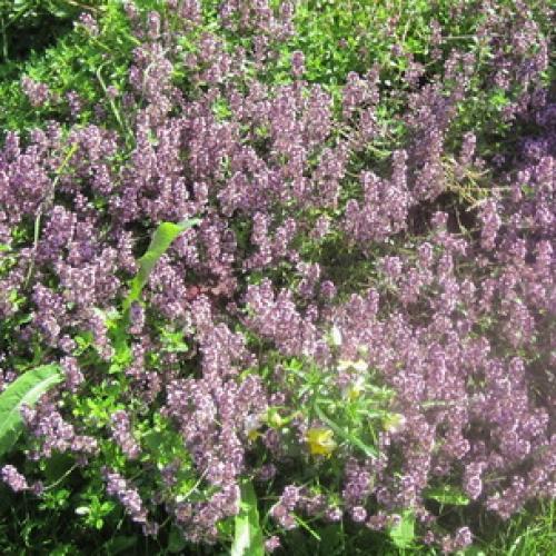 Заготовка ЧАБРЕЦА для чая. Как и когда собирать тимьян 08