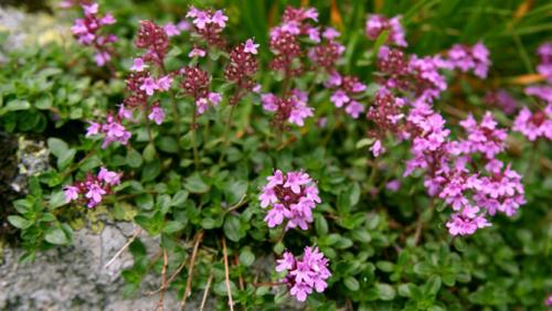 Чабрец где растет когда собирать. Краткое описание растения