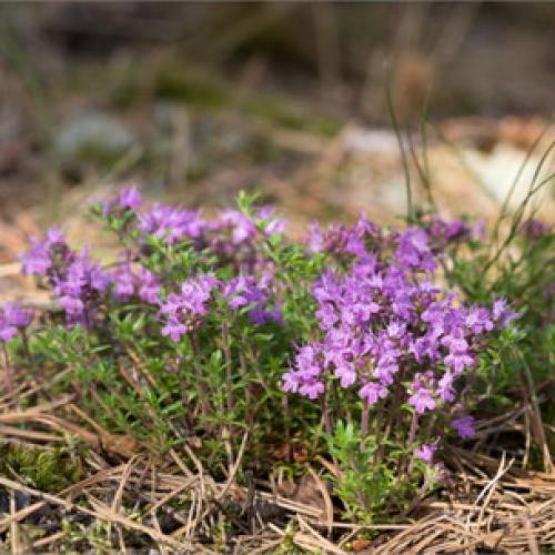 Заготовка ЧАБРЕЦА для чая. Как и когда собирать тимьян 07