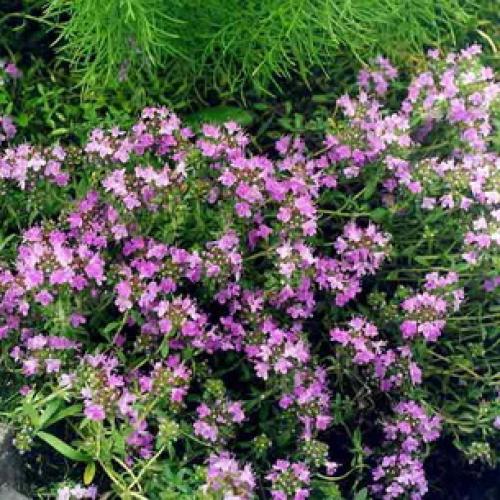 Заготовка ЧАБРЕЦА для чая. Как и когда собирать тимьян 05