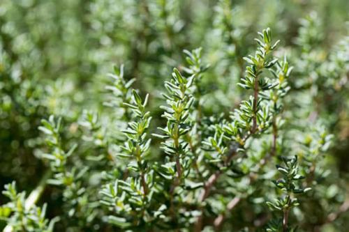 Чабрец где растет когда собирать. Краткое описание растения