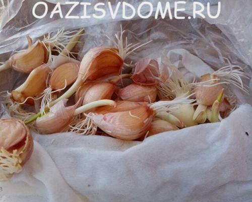 В чем замочить чеснок перед посадкой. Проращивание чеснока перед его весенней посадкой: как прорастить в холодильнике пошагово с фото