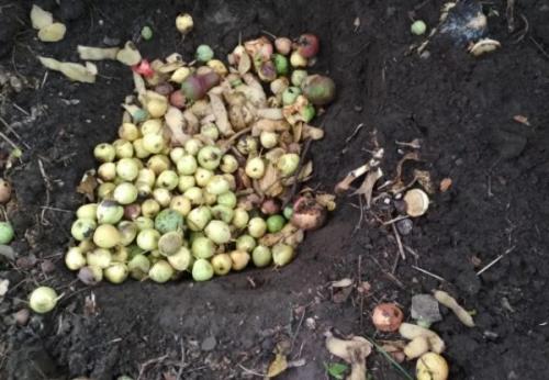 Что приготовить из груши падалицы. Что сделать вкусного из падалицы яблок и груш