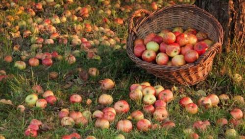 Что приготовить из груши падалицы. Что сделать вкусного из падалицы яблок и груш