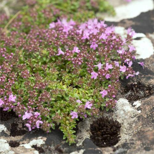 Чабрец многолетний или нет. Краткое описание растения