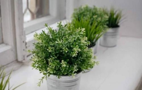 Чабрец: выращивание дома. Как вырастить тимьян в домашних условиях или прованская пряность на вашем подоконнике
