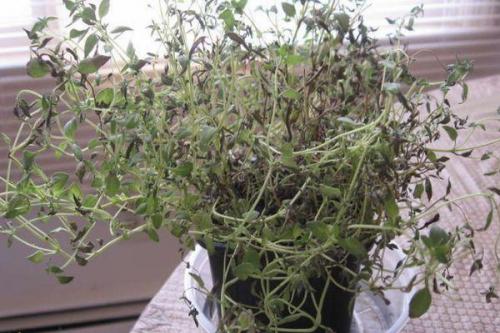 Тимьян выращивание в горшке. Как вырастить тимьян из семян и черенков в домашних условиях в горшке, уход за растением на подоконнике