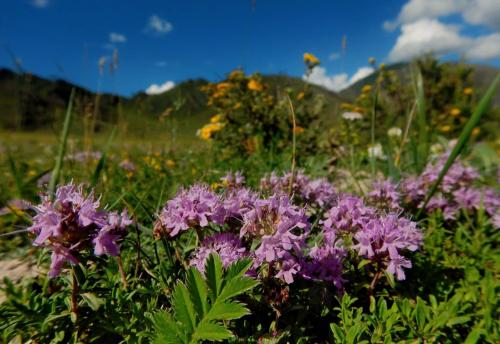 Выращиваем его величество тимьян для красоты и пользы. Чабреца трава Лектравы фильтр-пакеты : инструкция по применению 02