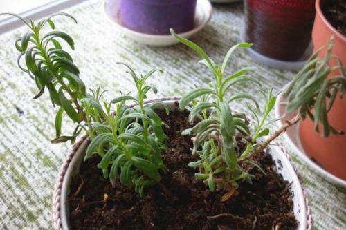 Тимьян выращивание в горшке. Как вырастить тимьян из семян и черенков в домашних условиях в горшке, уход за растением на подоконнике