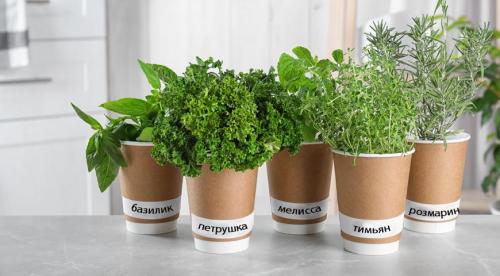 Выращивание пряных трав на участке. Добавление статьи в новую подборку 12 Выращивание пряных трав на участке. Добавление статьи в новую подборку 12