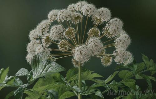 Как красиво посадить пряные травы в саду. Общие правила посадки пряных трав и уход за ними