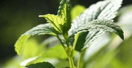 Многолетние пряные травы для огорода. Какие пряные травы можно вырастить на своем огороде