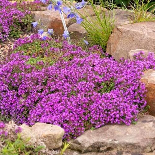 Тимьян ползучий обрезка. Ползучий