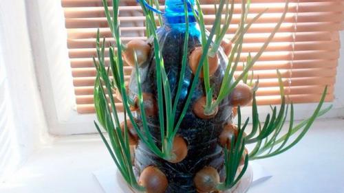 Горшки для пряных трав. 10 пряных трав, которые можно вырастить на подоконнике