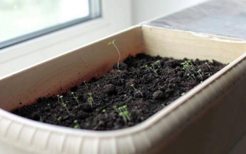 Тимьян в горшке сохнет. Как вырастить тимьян из семян на подоконнике