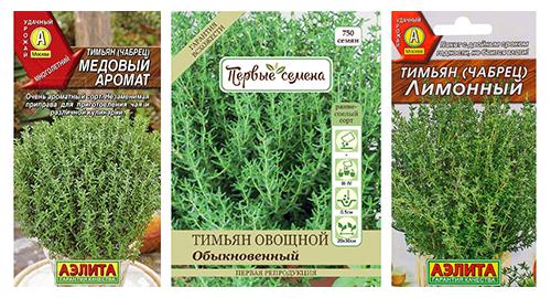 Тимьян в горшке сохнет. Как вырастить тимьян из семян на подоконнике