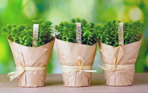 Тимьян в горшке сохнет. Как вырастить тимьян из семян на подоконнике