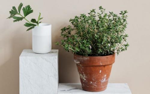 Тимьян в горшке сохнет. Как вырастить тимьян из семян на подоконнике