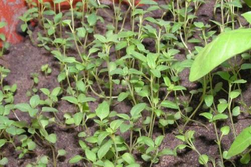 Как вырастить тимьян из веточки. Как вырастить тимьян из семян и черенков в домашних условиях в горшке, уход за растением на подоконнике