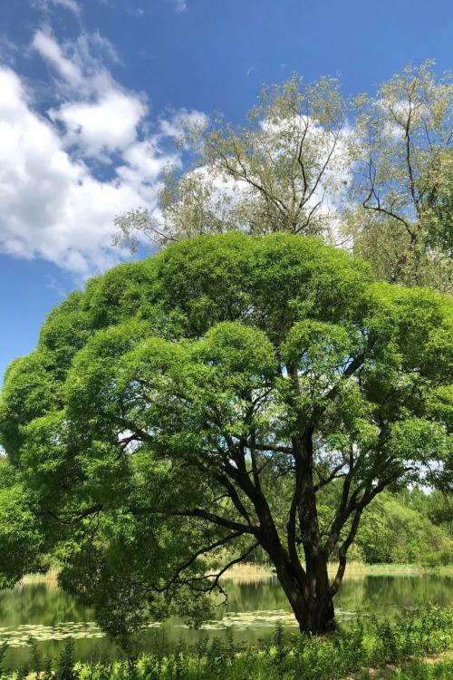 Какие парки и зоны отдыха будут наиболее популярны для шашлыков. Пикник в Москве: 9 парков для отдыха с грилем и шашлыком