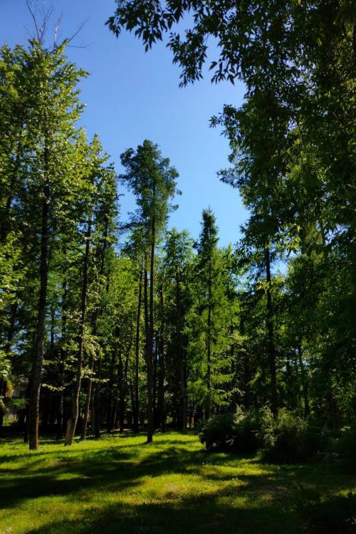 Какие парки и зоны отдыха будут наиболее популярны для шашлыков. Пикник в Москве: 9 парков для отдыха с грилем и шашлыком