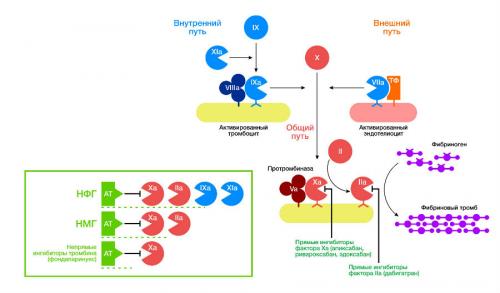 Эликвис или кардиомагнил. Александр Иванов, хирург-гинеколог