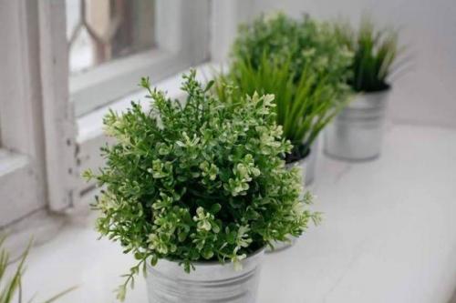 Тимьян выращивание в горшке. Как вырастить тимьян из семян и черенков в домашних условиях в горшке, уход за растением на подоконнике