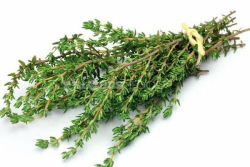 Как сохранить тимьян на зиму. Как хранить свежий тимьян и как его засушить в домашних условиях