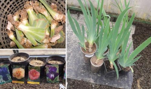 Как хранить ирисы в холодильнике. Виды хранения