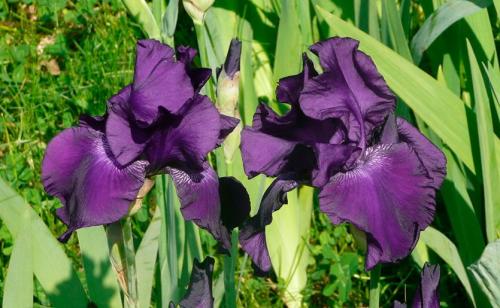 Как хранить луковичные ирисы. Как сохранить ирисы до весны?