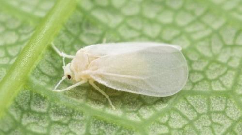 Какие комнатные растения наиболее уязвимы к нападению белокрылки. Белокрылка на комнатных растениях: как избавиться?