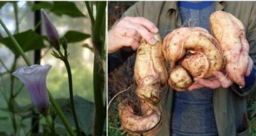 Когда цветет батат. Посадка и выращивание батата – сладкого картофеля