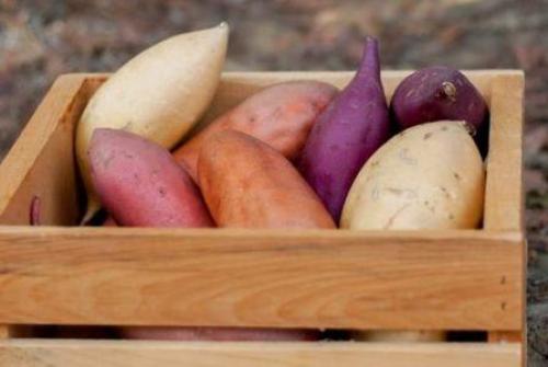 Когда цветет батат. Посадка и выращивание батата – сладкого картофеля