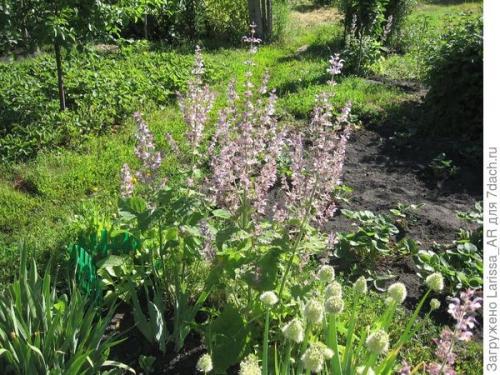 Как собрать семена шалфея, не повредив растение. Нравится коллекционировать шалфеи? Тогда вам - в Seedspost.ru!